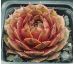Sempervivum FLOWER POWER