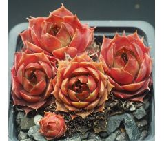 Sempervivum GAMBOL