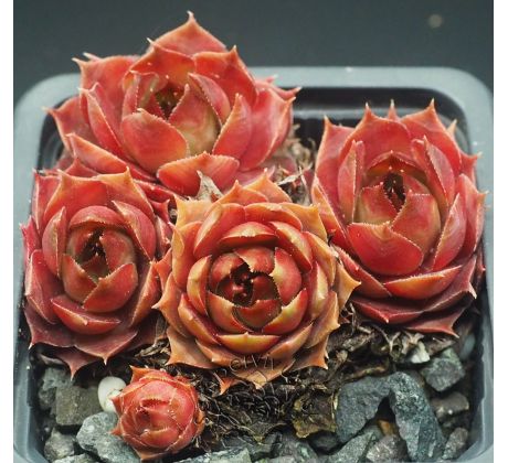 Sempervivum GAMBOL