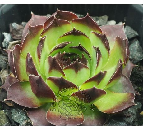 Sempervivum GWENDOLYN