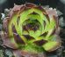 Sempervivum GWENDOLYN