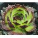 Sempervivum GWENDOLYN