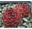 Sempervivum GOLLUM