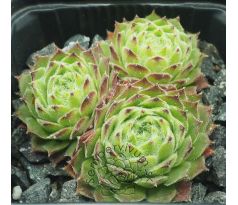 Sempervivum GODAERT