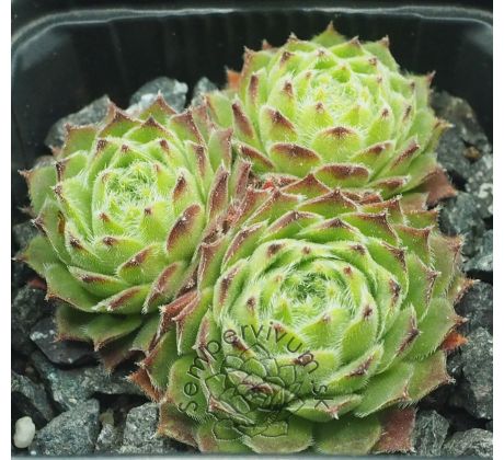 Sempervivum GODAERT