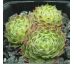 Sempervivum GODAERT