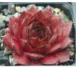 Sempervivum GOLIATH