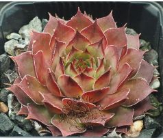 Sempervivum HAVENDIJKER LEGION
