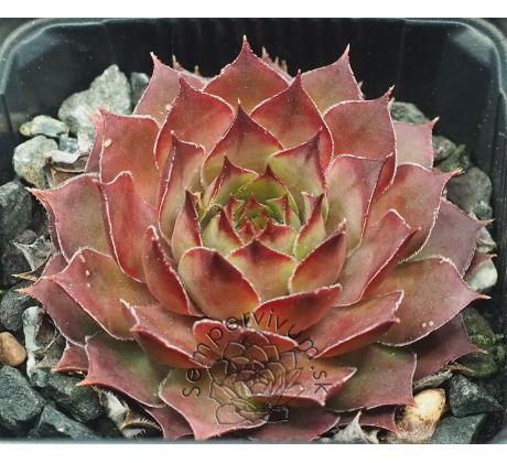 Sempervivum HAVENDIJKER LEGION