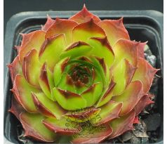 Sempervivum GUNTHER