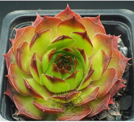 Sempervivum GUNTHER