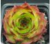 Sempervivum GUNTHER