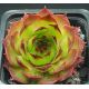 Sempervivum GUNTHER