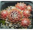 Sempervivum HAULLAUER`S SEEDLING
