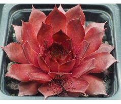 Sempervivum GOLDIE