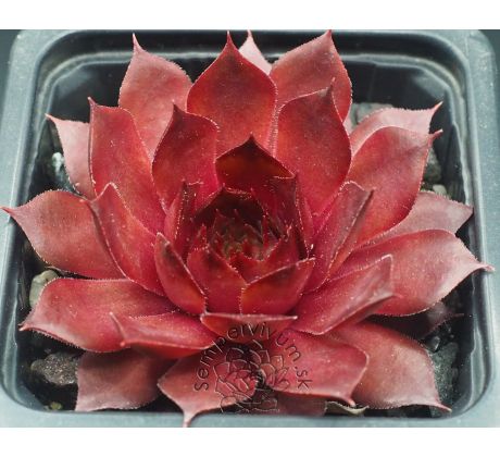 Sempervivum GOLDIE