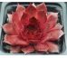 Sempervivum GOLDIE