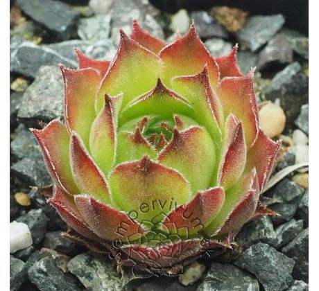 Sempervivum GRÜNE ROSE