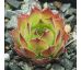 Sempervivum GRÜNE ROSE