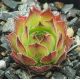 Sempervivum GRÜNE ROSE