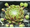 Sempervivum GREEN HILL
