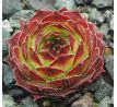 Sempervivum KATMAI
