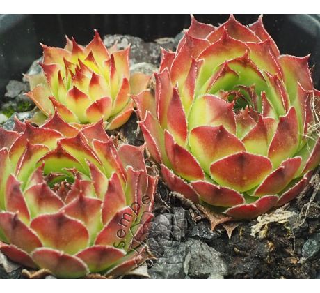 Sempervivum HYDRA