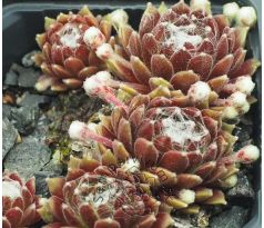 Sempervivum HAVENDIJKS BEAUTY