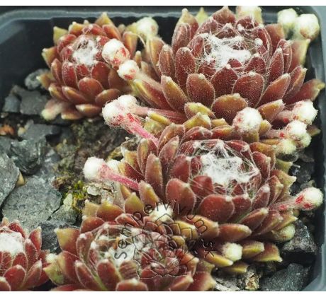 Sempervivum HAVENDIJKS BEAUTY
