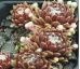 Sempervivum HAVENDIJKS BEAUTY