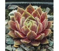 Sempervivum CHANDRA