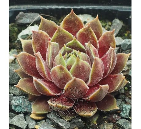 Sempervivum CHANDRA