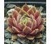 Sempervivum CHANDRA