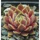 Sempervivum CHANDRA