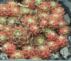 Sempervivum HEIDI