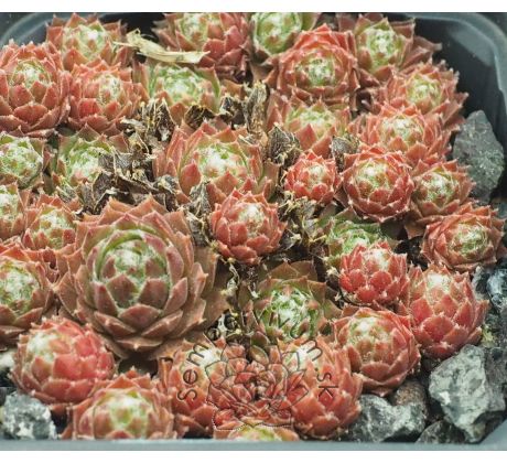 Sempervivum HEIDI