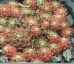 Sempervivum HEIDI