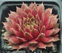 Sempervivum JELLY BEAN