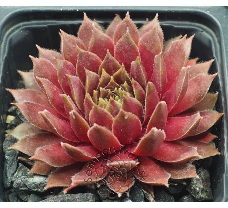 Sempervivum JELLY BEAN