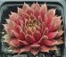 Sempervivum JELLY BEAN