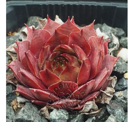 Sempervivum HOPI