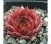 Sempervivum HOPI