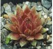 Sempervivum HAVENDIJKS MOUNTAIN