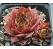 Sempervivum ANDINN PYRO