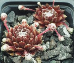 Sempervivum HAVENDIJKS MILKY WAY