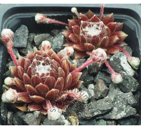 Sempervivum HAVENDIJKS MILKY WAY