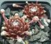 Sempervivum HAVENDIJKS MILKY WAY