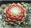 Sempervivum SILKEN THREADS