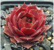 Sempervivum HEIFRA