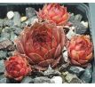 Sempervivum HAVENDIJKS PRIDE